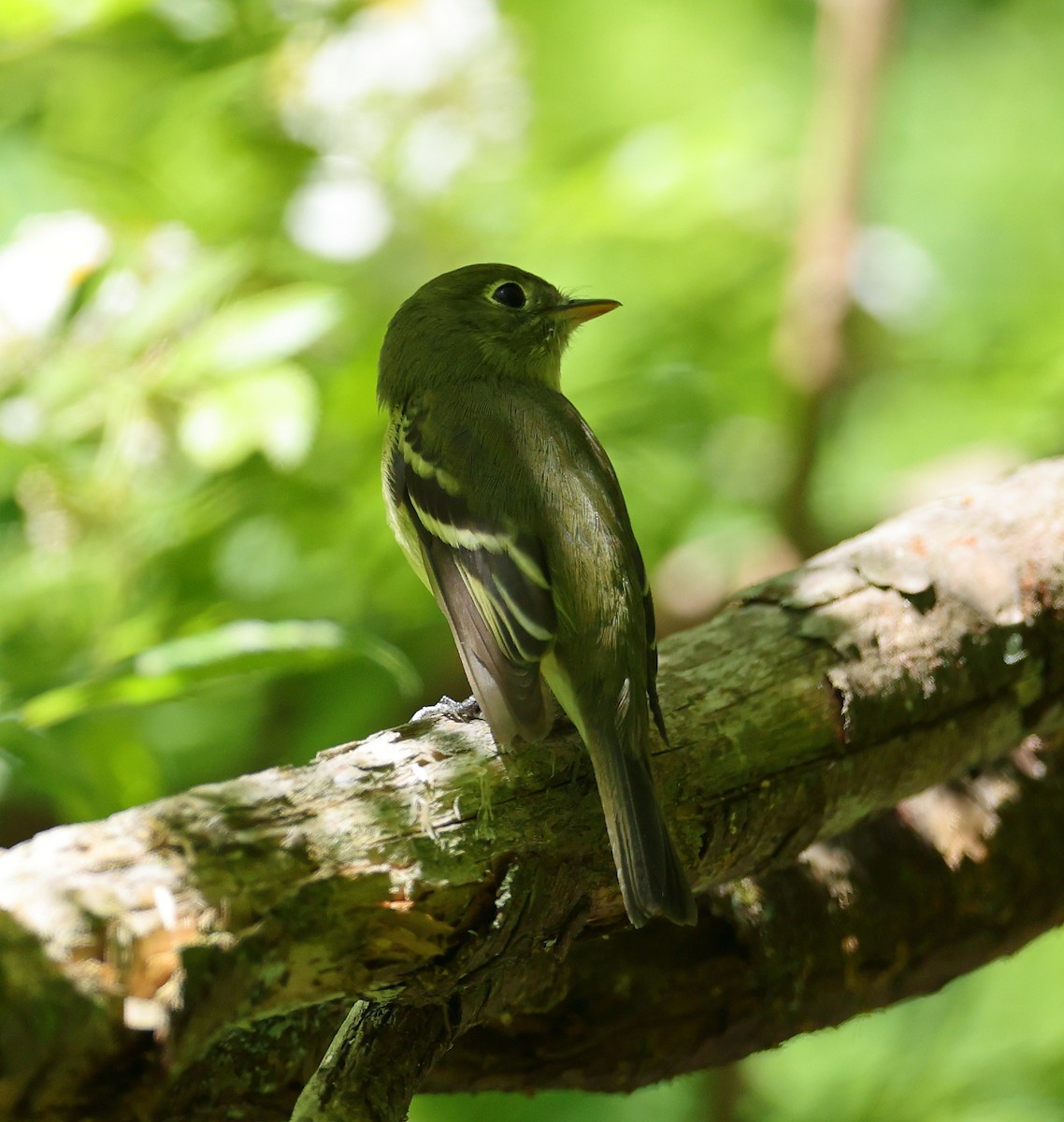 Yellow-bellied Flycatcher - ML636481310