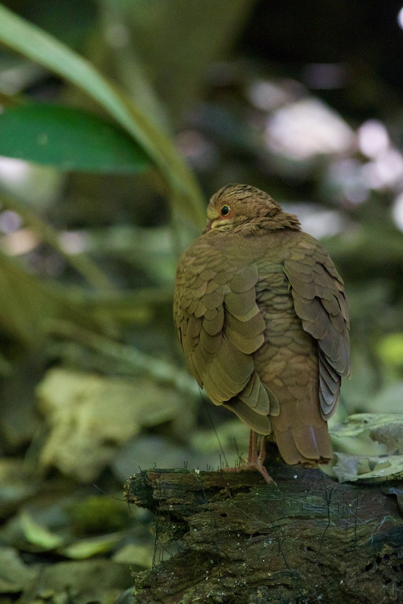 Ruddy Quail-Dove - ML636481311