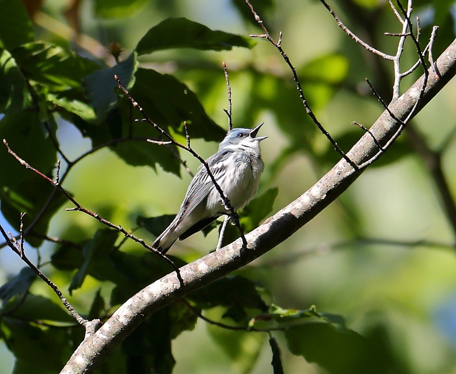 Cerulean Warbler - ML636481324