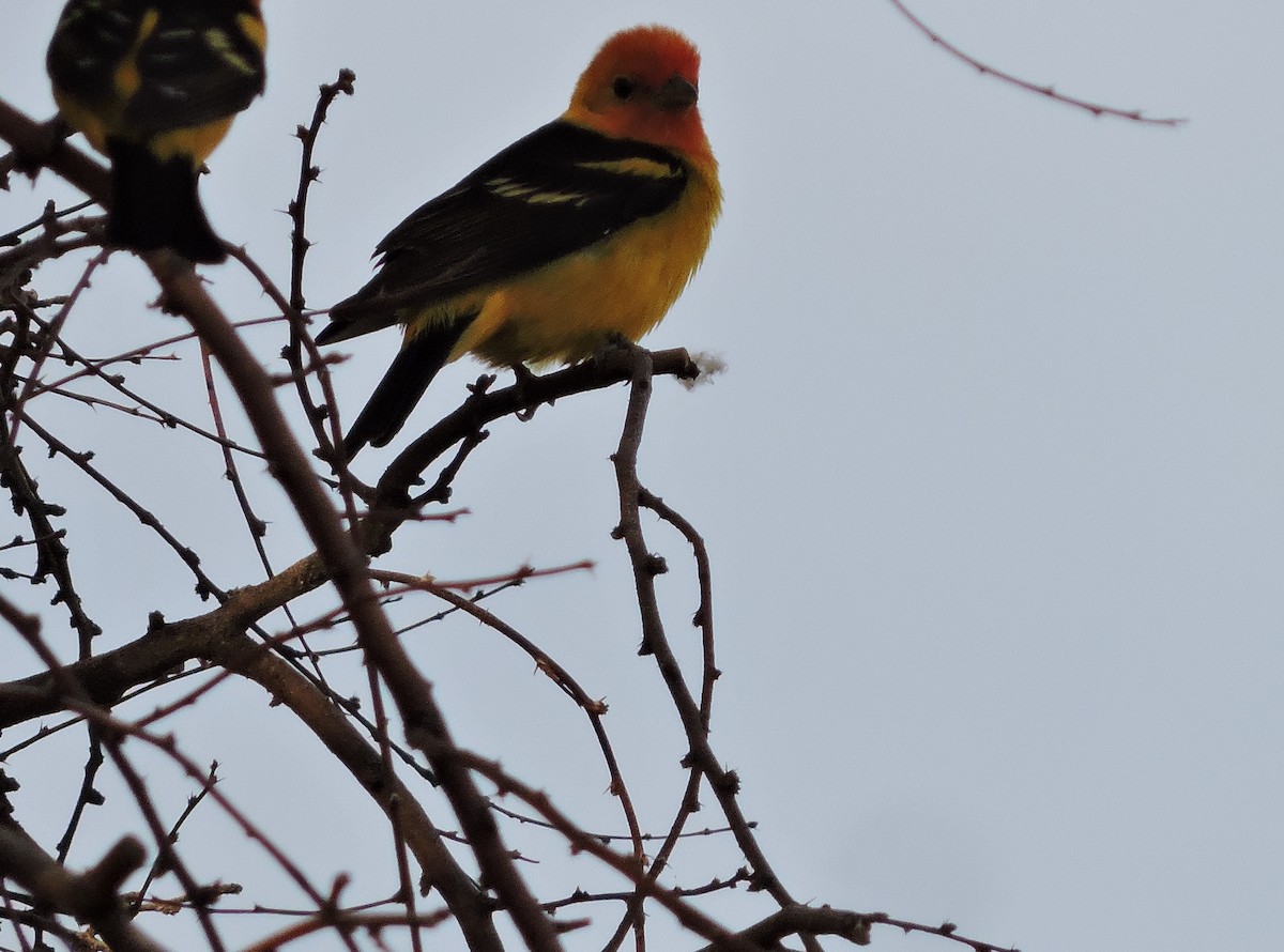 Western Tanager - ML636481437