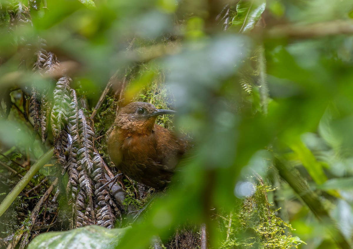 South American Leaftosser (Andean) - ML636481446
