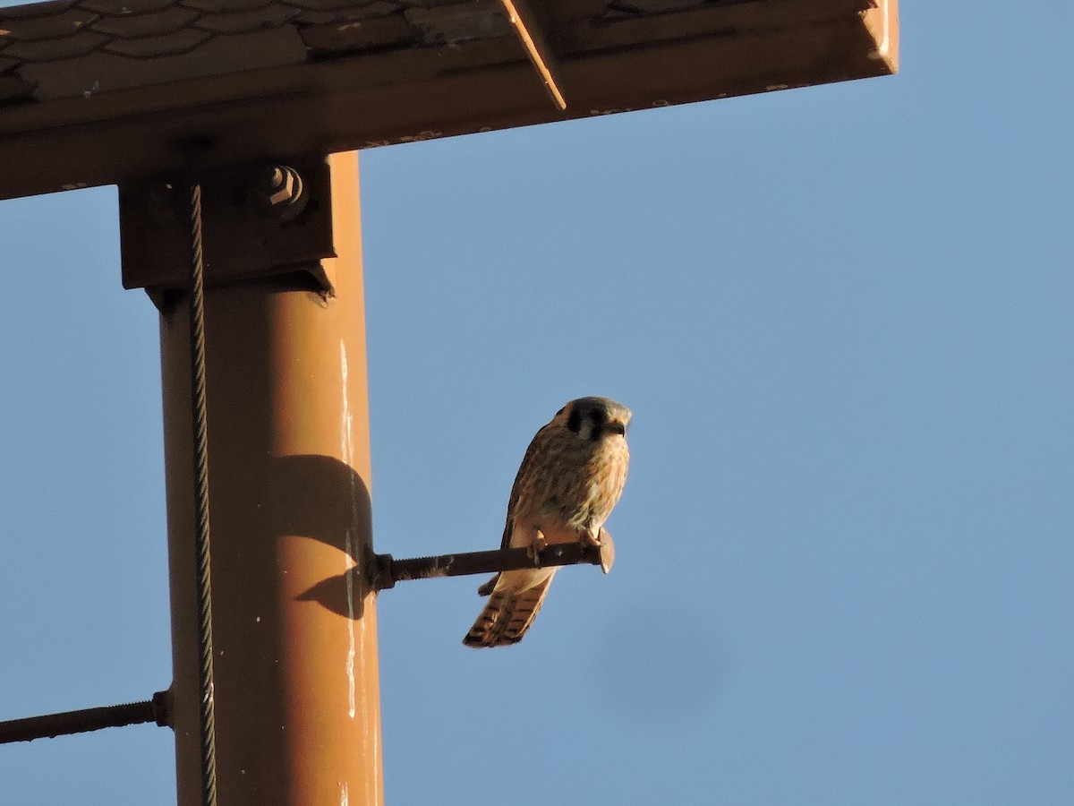 poštolka pestrá - ML636481451