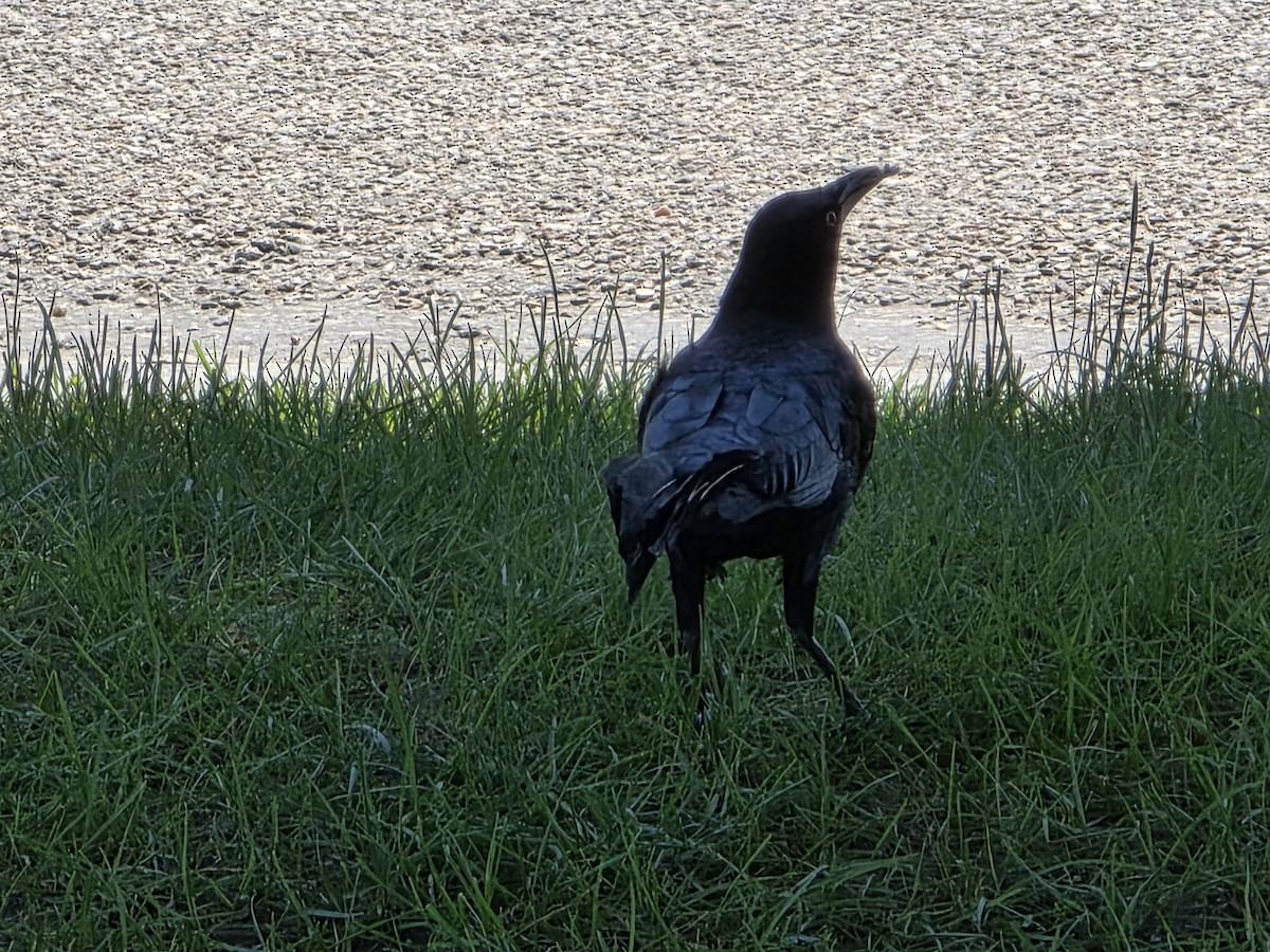 Great-tailed Grackle - ML636481513