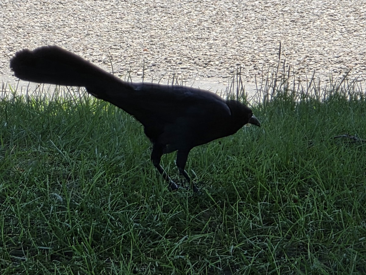 Great-tailed Grackle - ML636481520