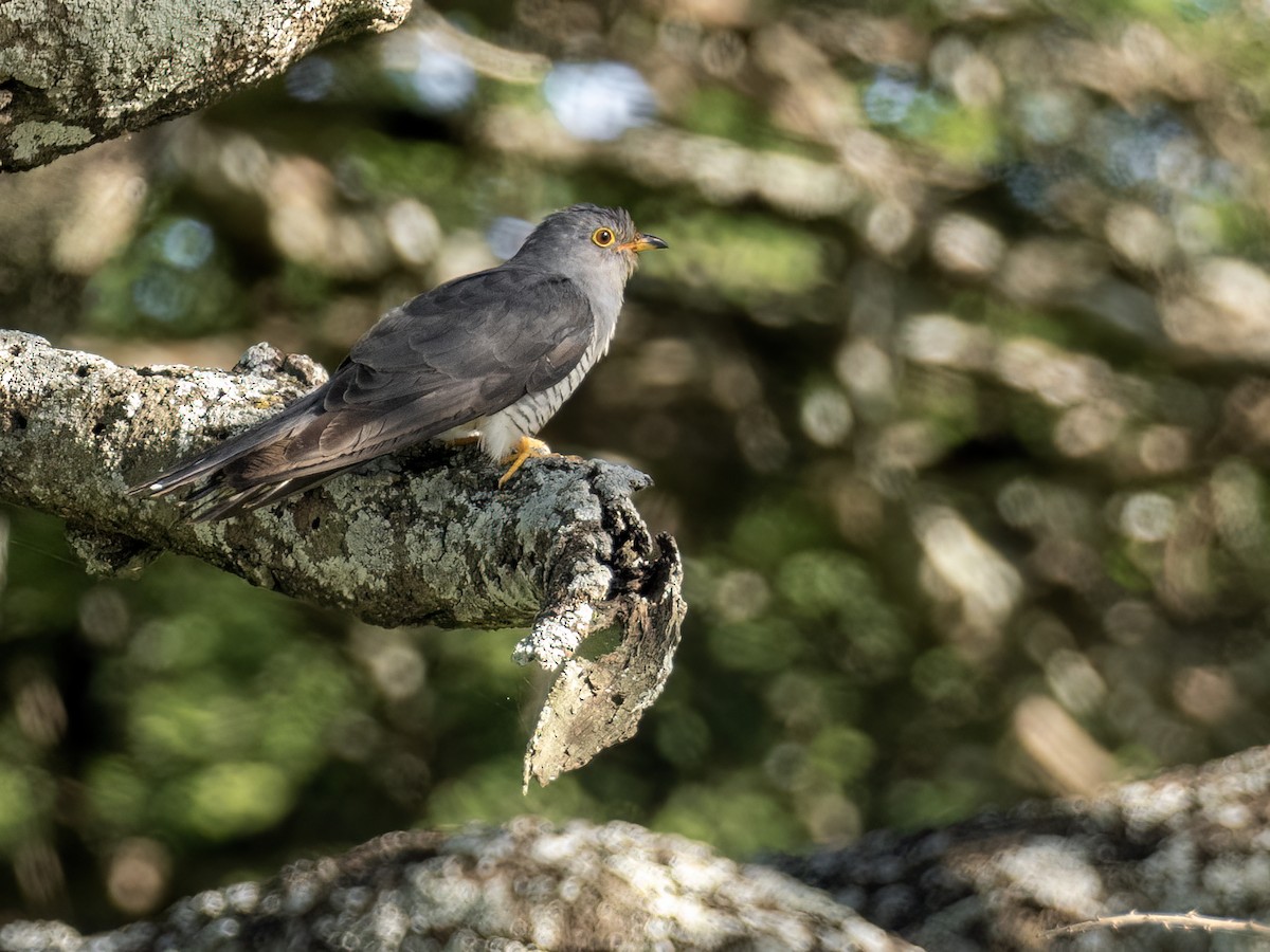 African Cuckoo - ML636481572