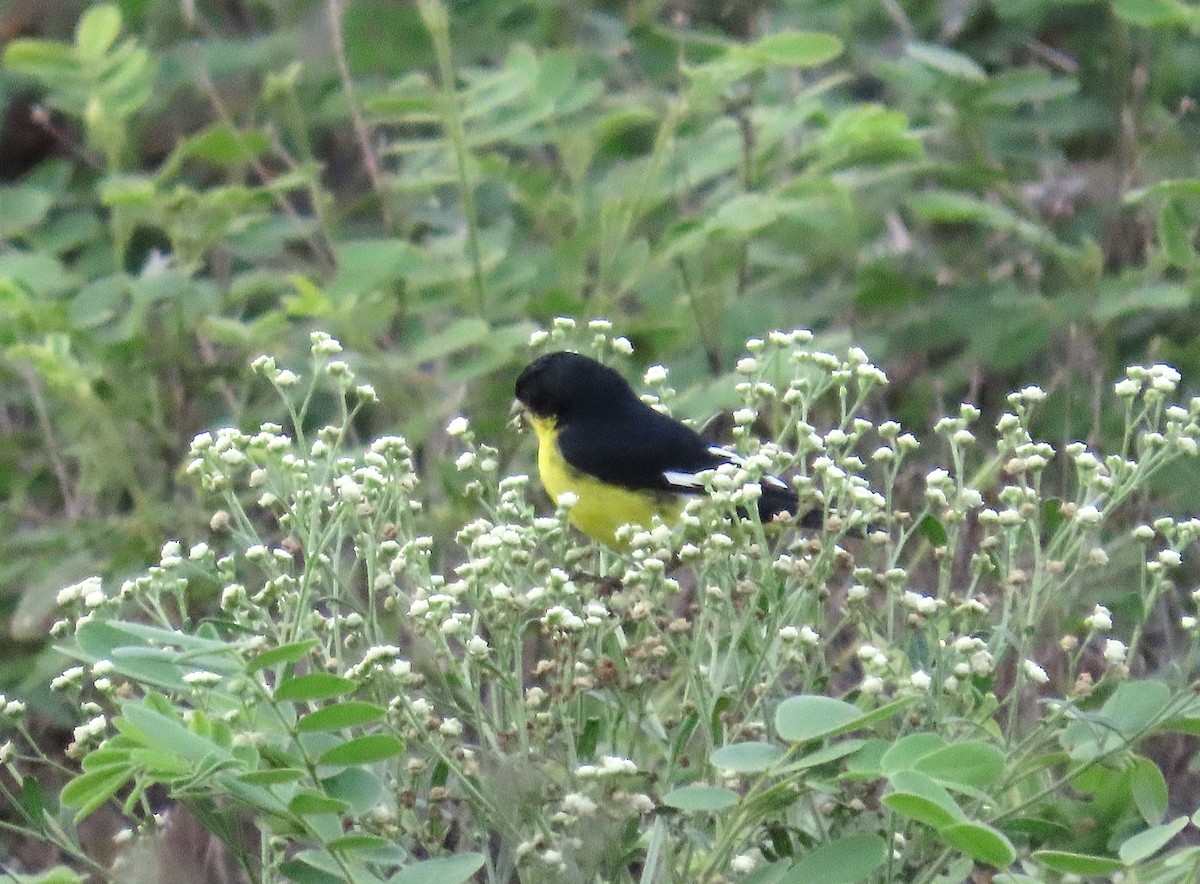Lesser Goldfinch - ML636481621