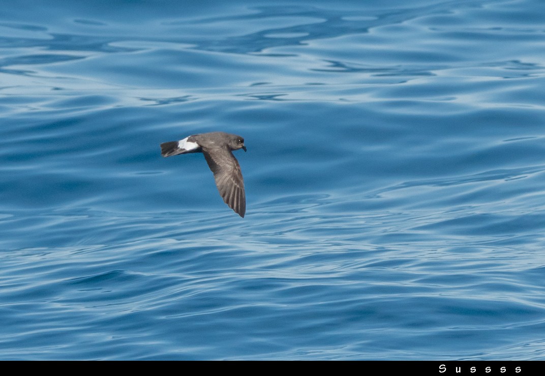 European Storm-Petrel - ML636481628