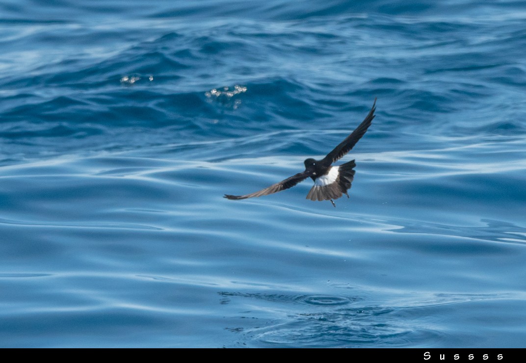 European Storm-Petrel - ML636481635