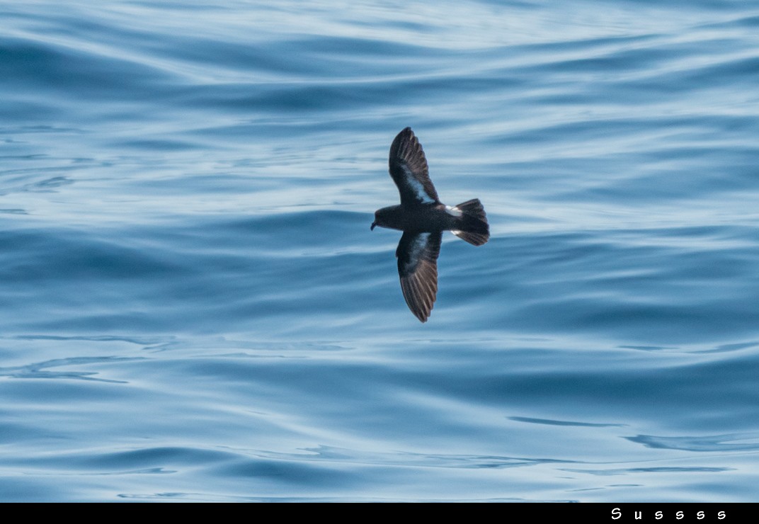 European Storm-Petrel - ML636481638