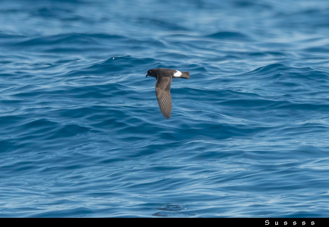 European Storm-Petrel - ML636481656