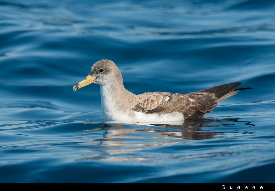 Scopoli's Shearwater - ML636481682