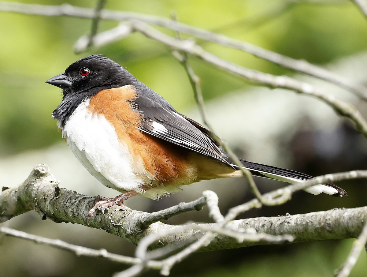 Eastern Towhee - ML636481688