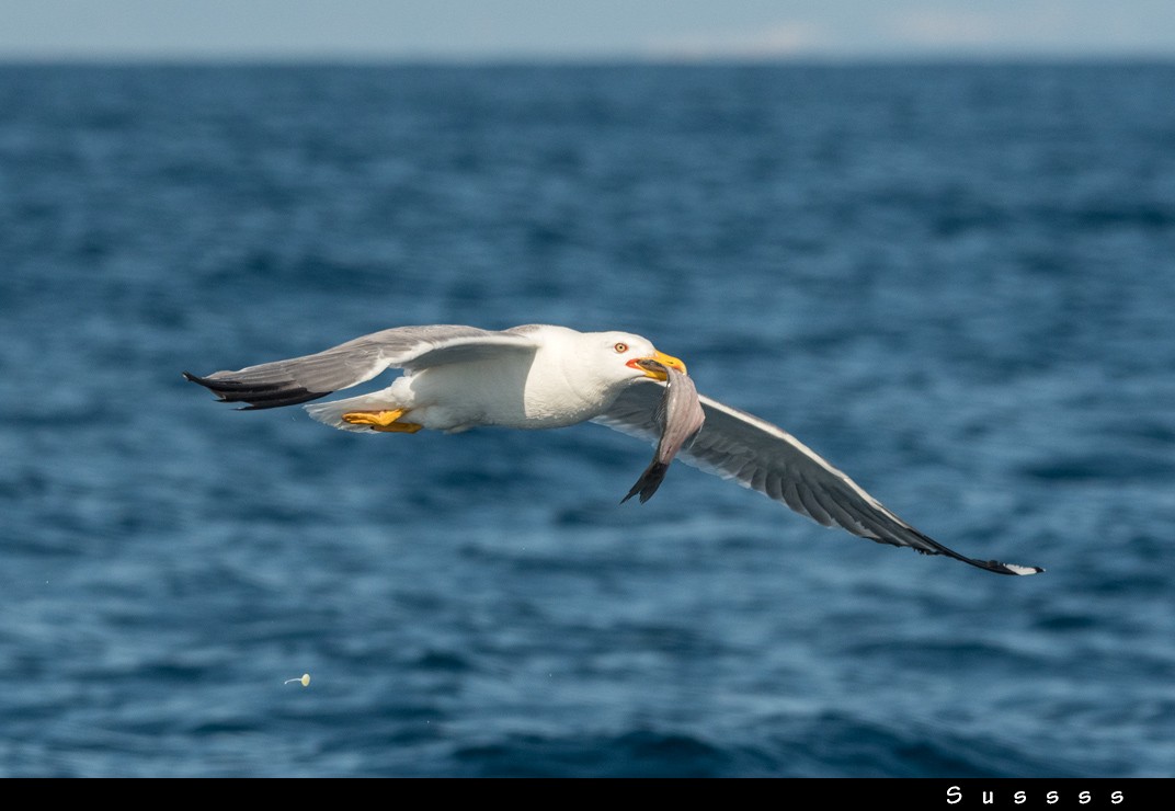 Yellow-legged Gull - ML636481692