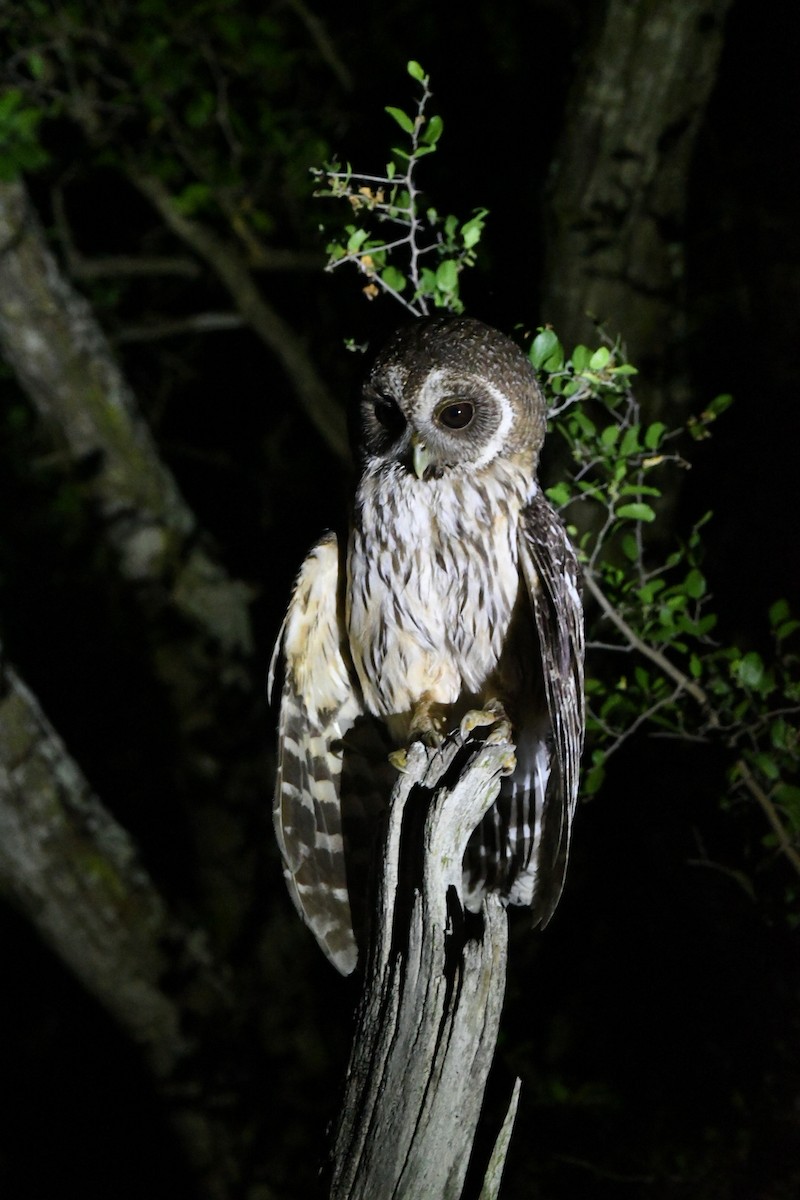 Mottled Owl - ML636481790