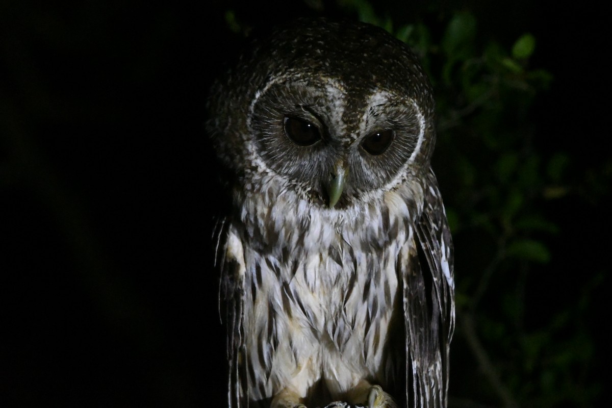 Mottled Owl - ML636481792