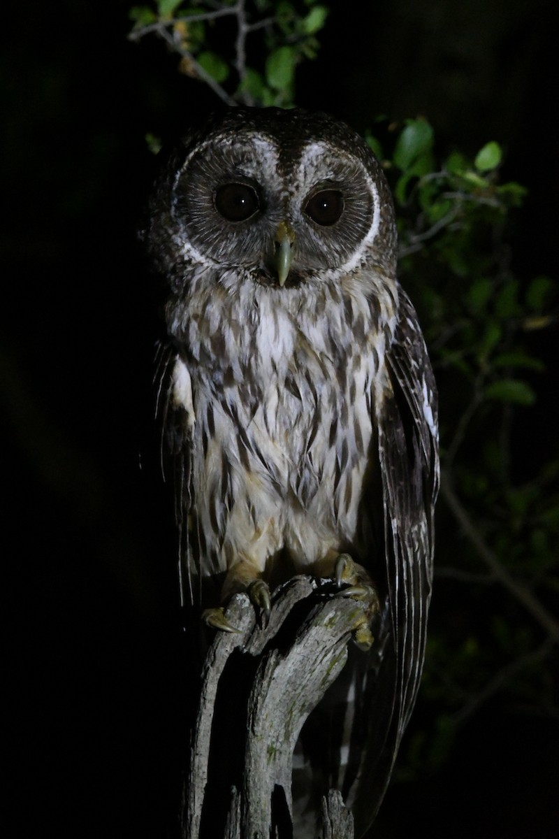 Mottled Owl - ML636481793