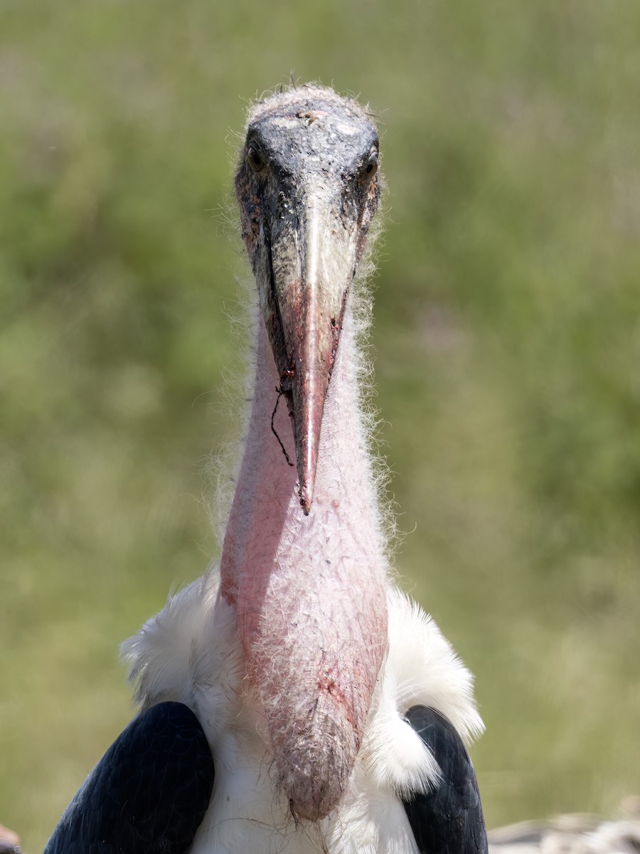Marabou Stork - ML636481820