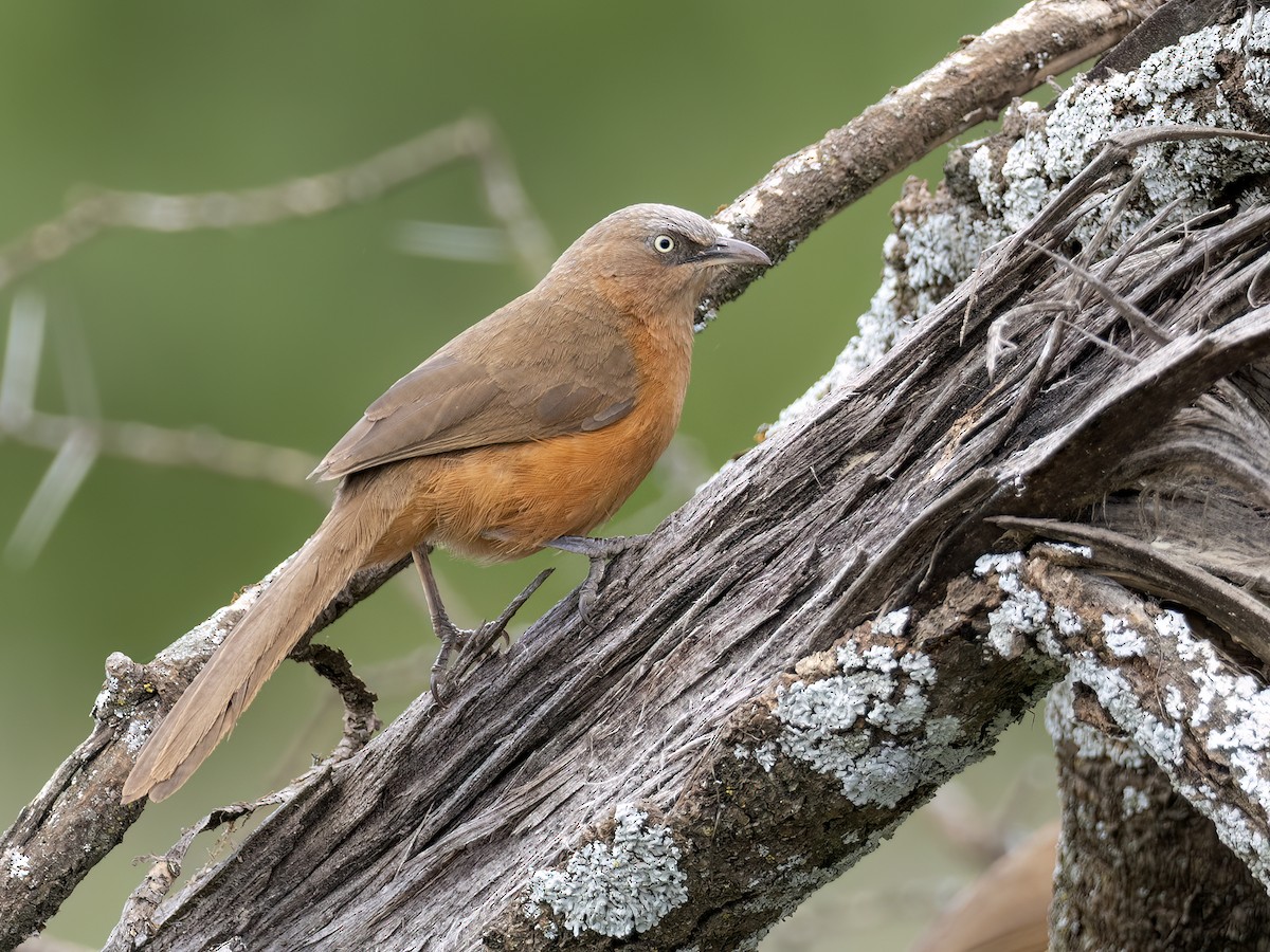 Rufous Chatterer - ML636481862