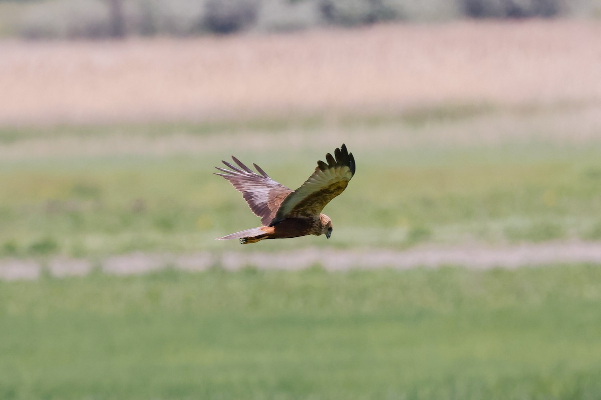 Falco di palude - ML636481937