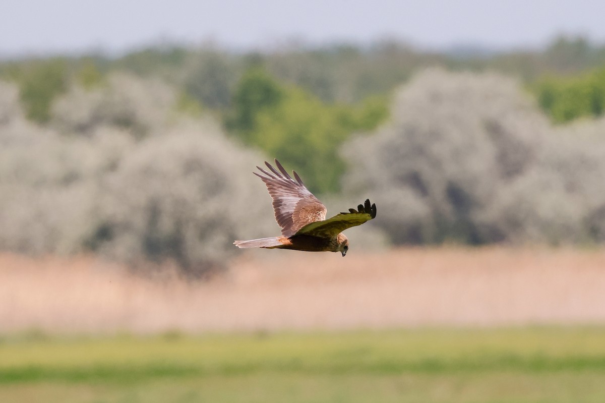 Falco di palude - ML636481938