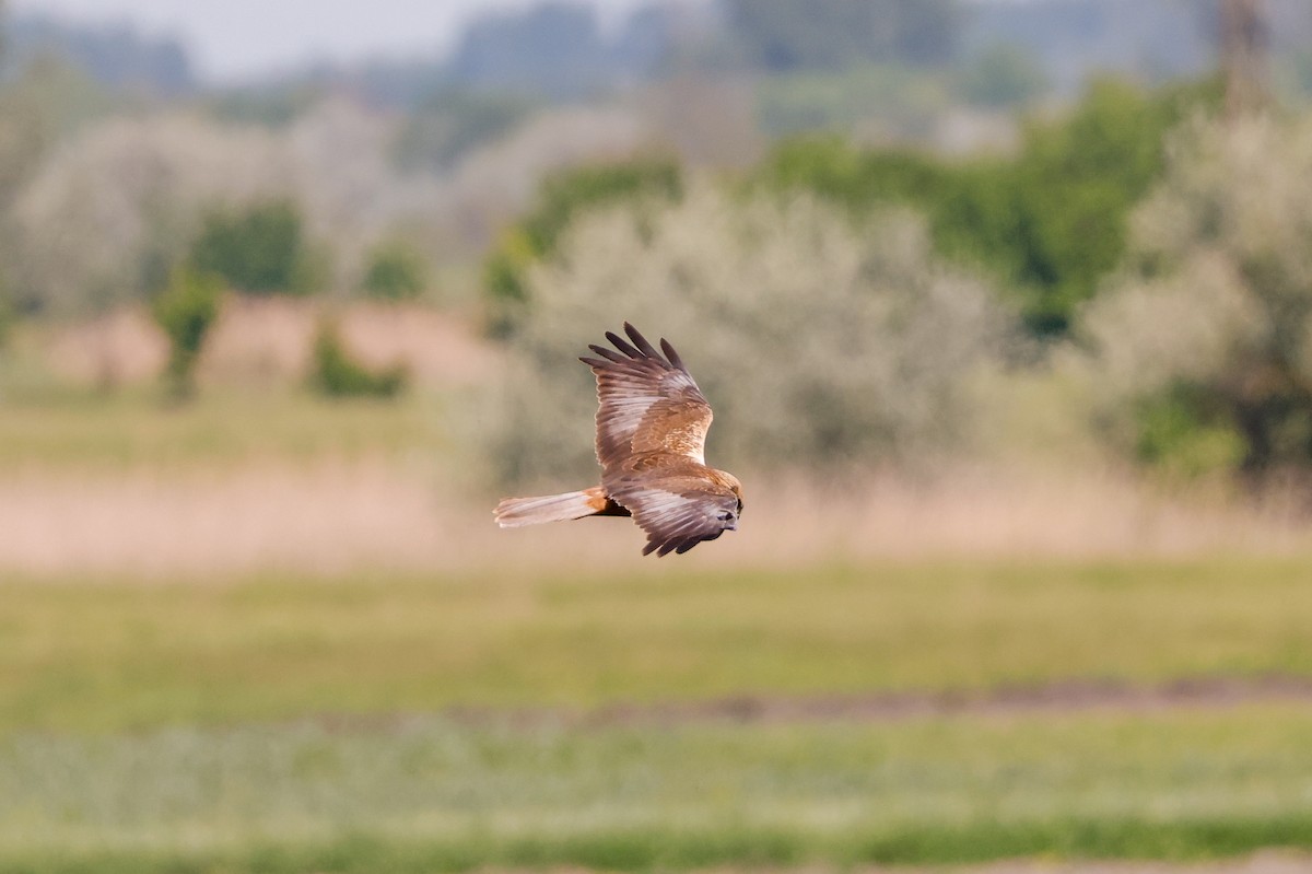 Falco di palude - ML636481939