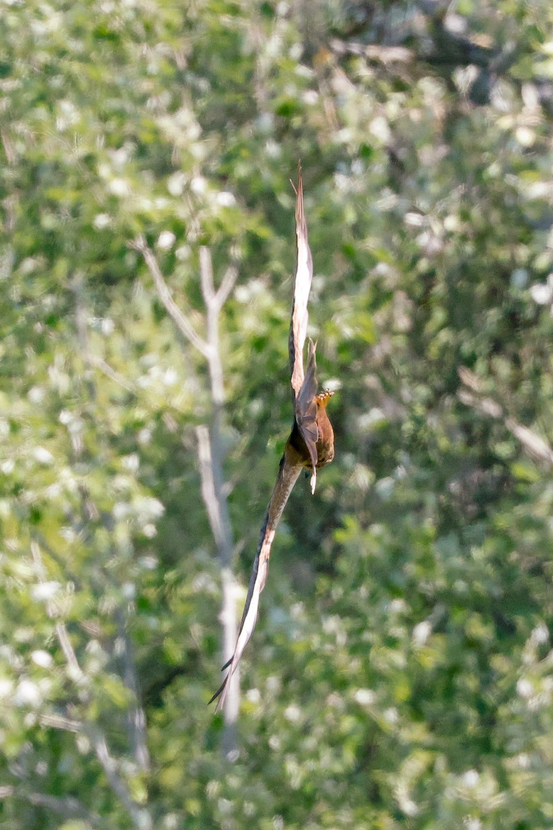 Falco di palude - ML636481940