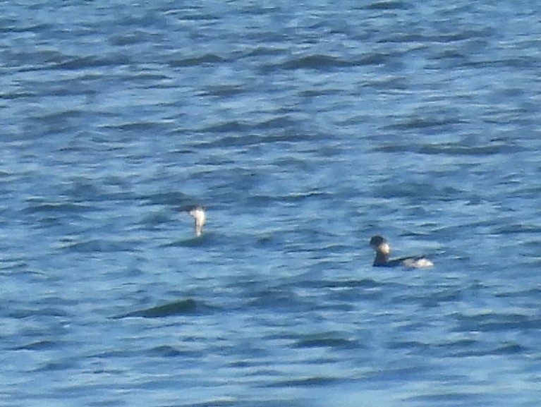 Horned Grebe - ML636482000