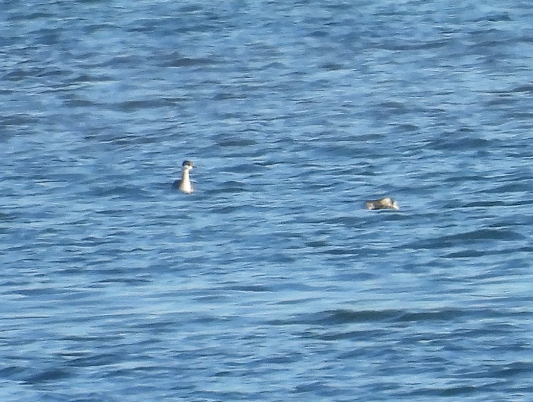 Horned Grebe - ML636482001