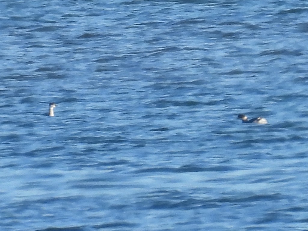 Horned Grebe - ML636482002