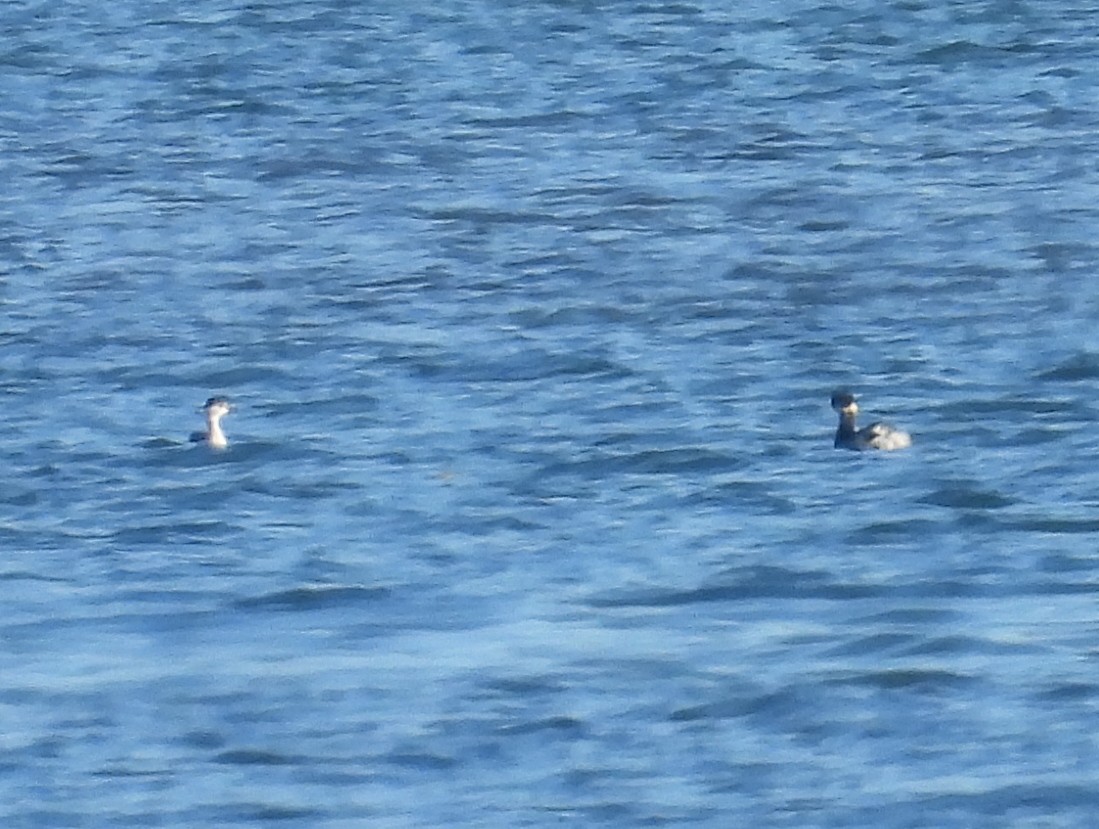 Horned Grebe - ML636482003