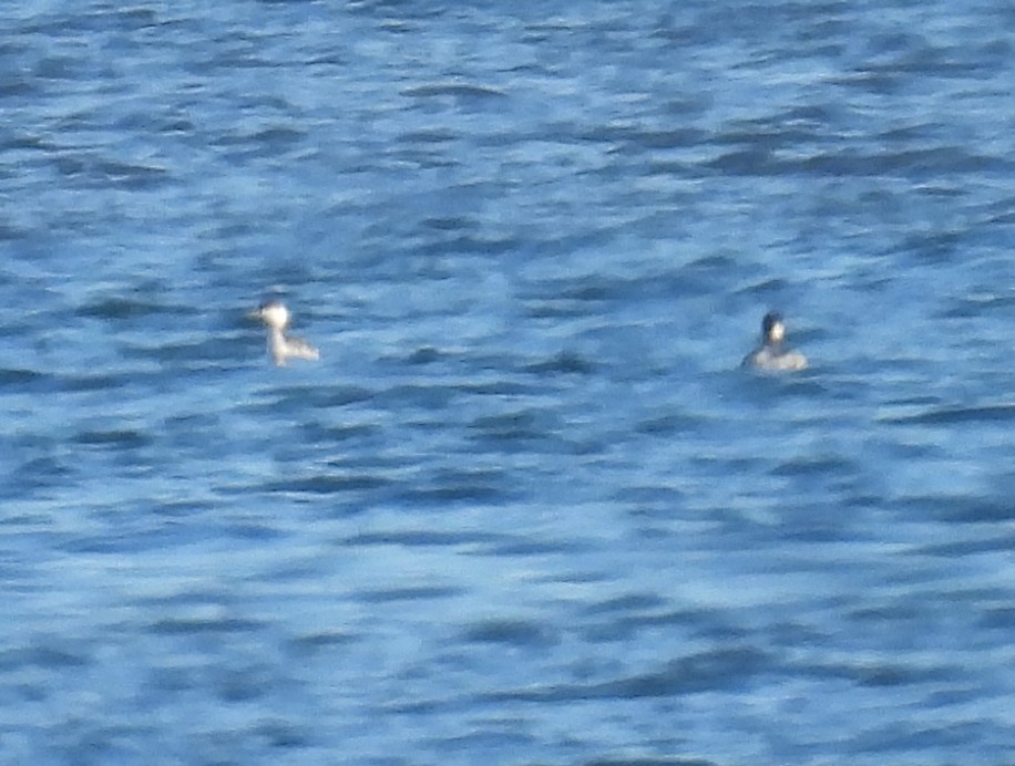 Horned Grebe - ML636482004