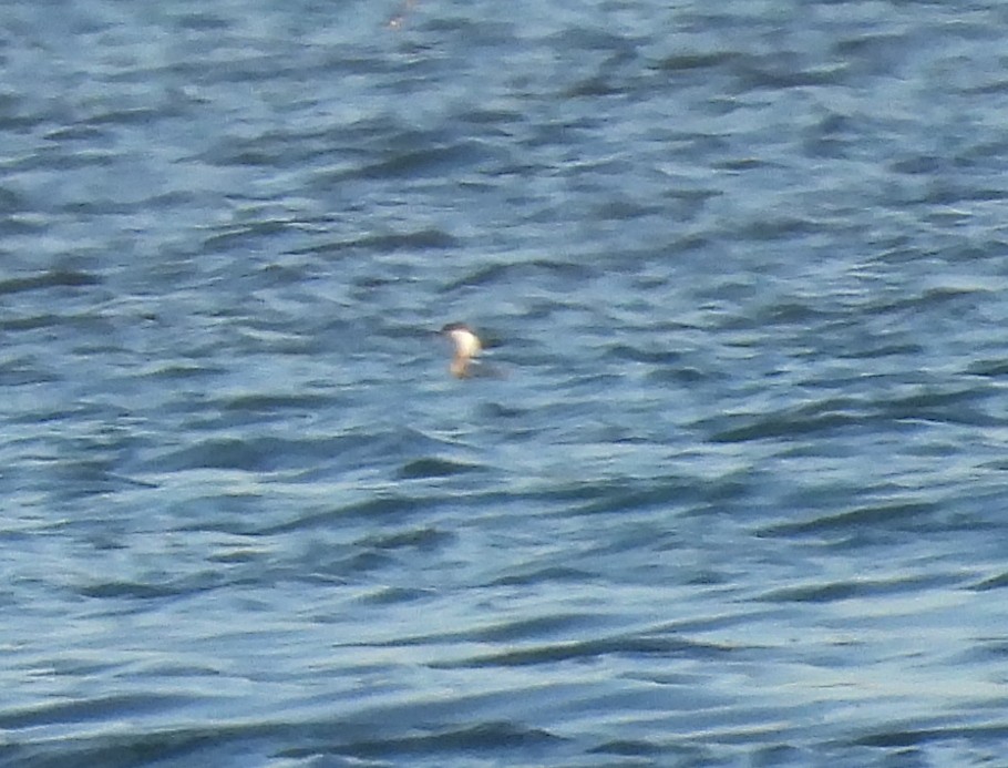 Horned Grebe - ML636482005