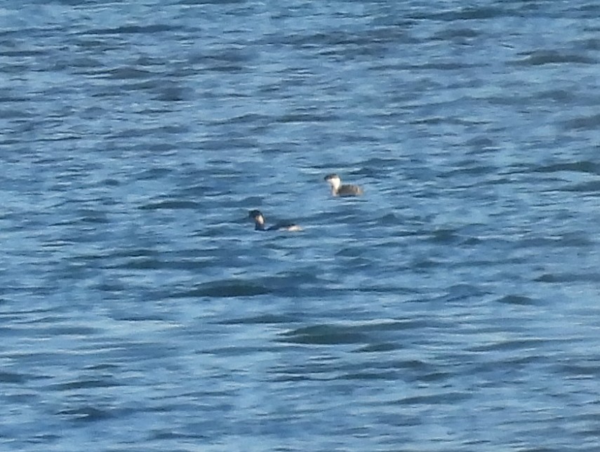 Horned Grebe - ML636482006