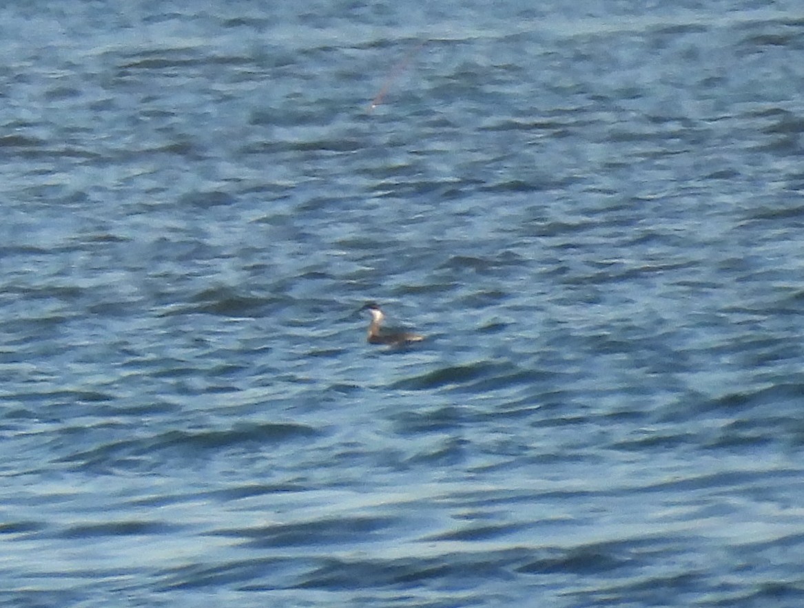 Horned Grebe - ML636482007