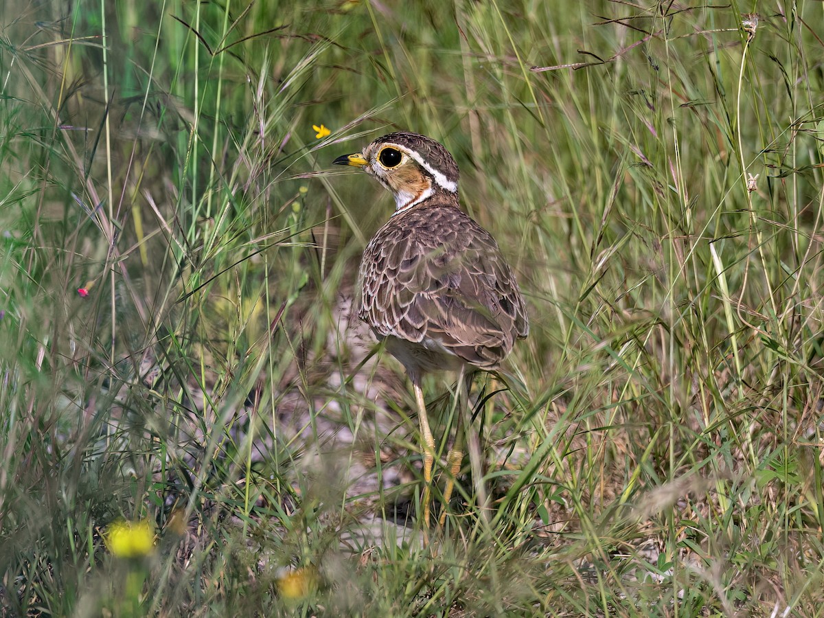 Three-banded Courser - ML636482114