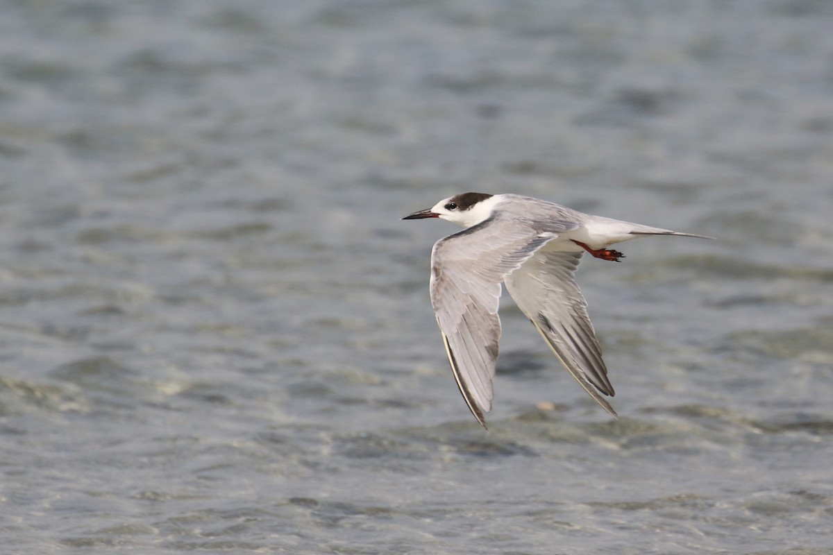 White-cheeked Tern - ML636482170