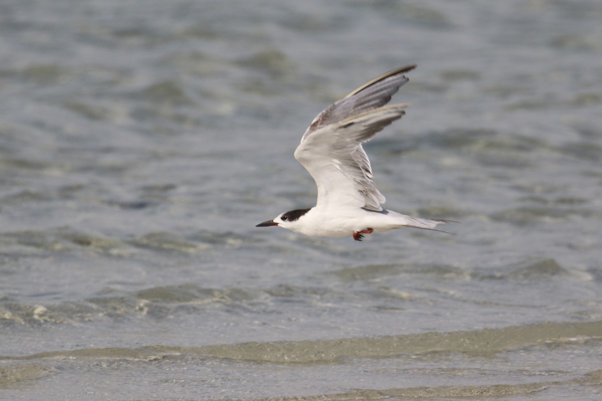 White-cheeked Tern - ML636482172