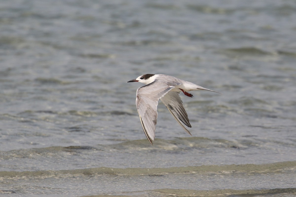 White-cheeked Tern - ML636482175