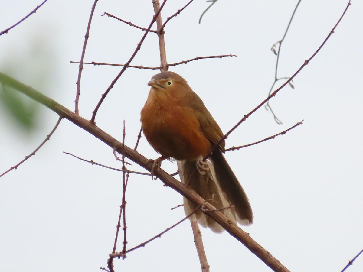 Rufous Chatterer - ML636482251