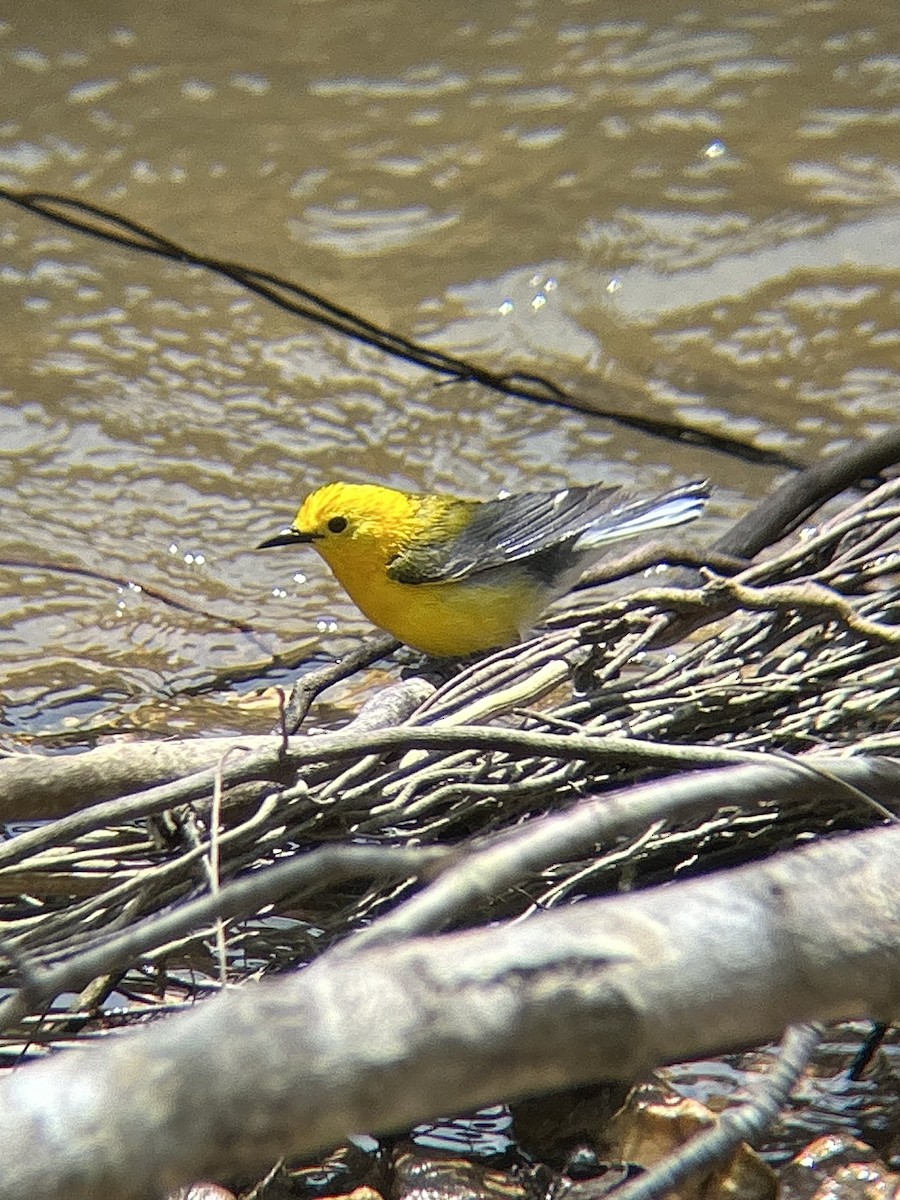 Prothonotary Warbler - ML636482257