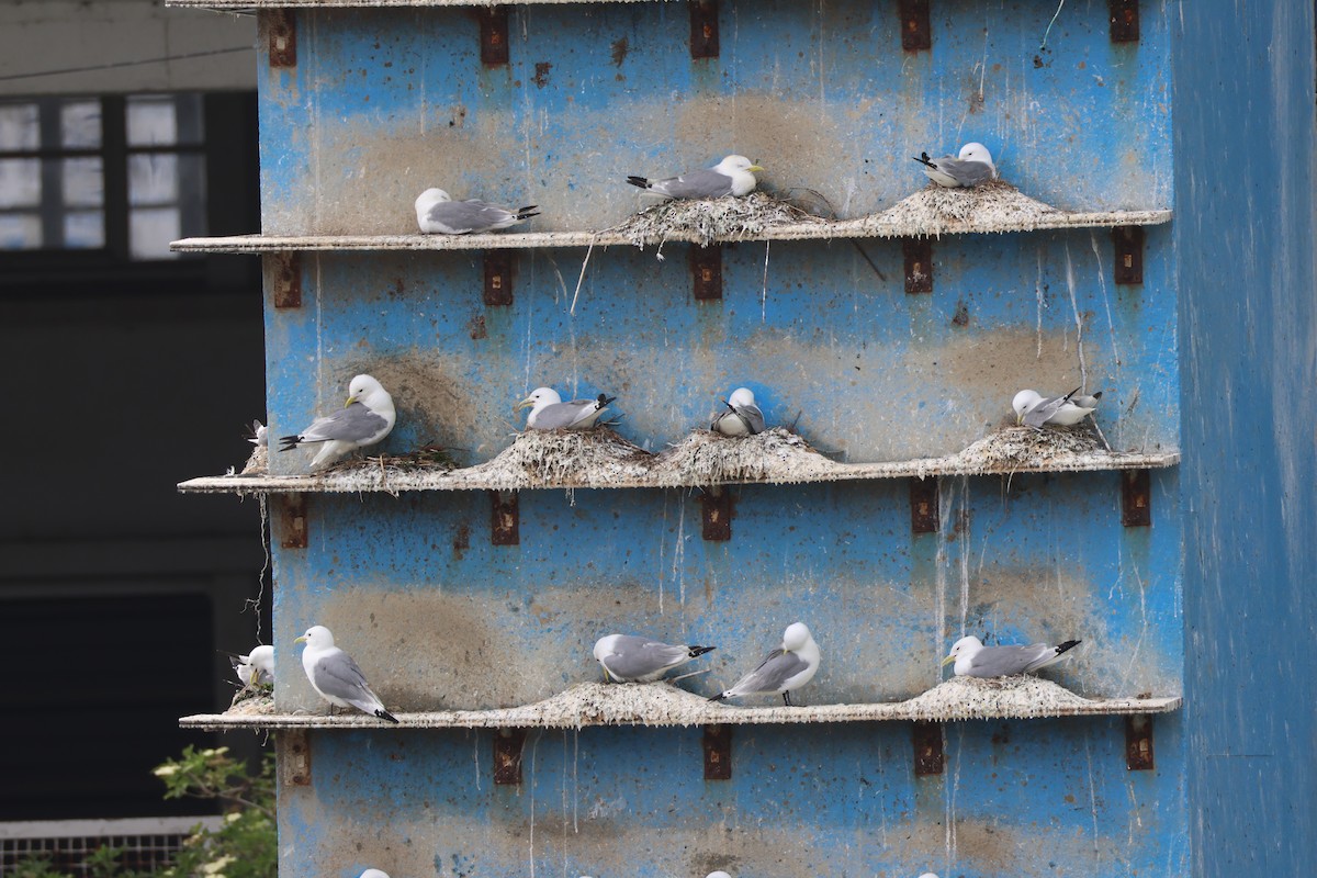 Black-legged Kittiwake - ML636482288