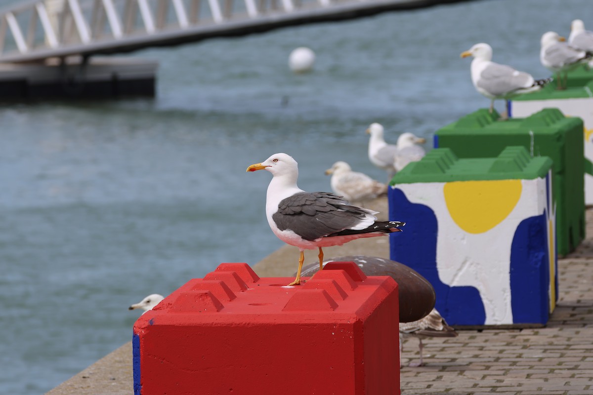 Lesser Black-backed Gull - ML636482312