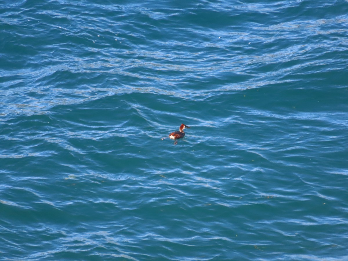 Titicaca Grebe - ML636482646