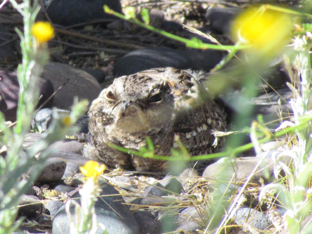 Scissor-tailed Nightjar - ML636482744