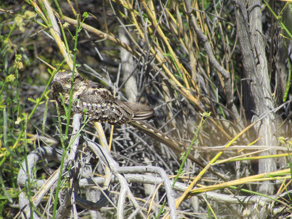 Scissor-tailed Nightjar - ML636482857