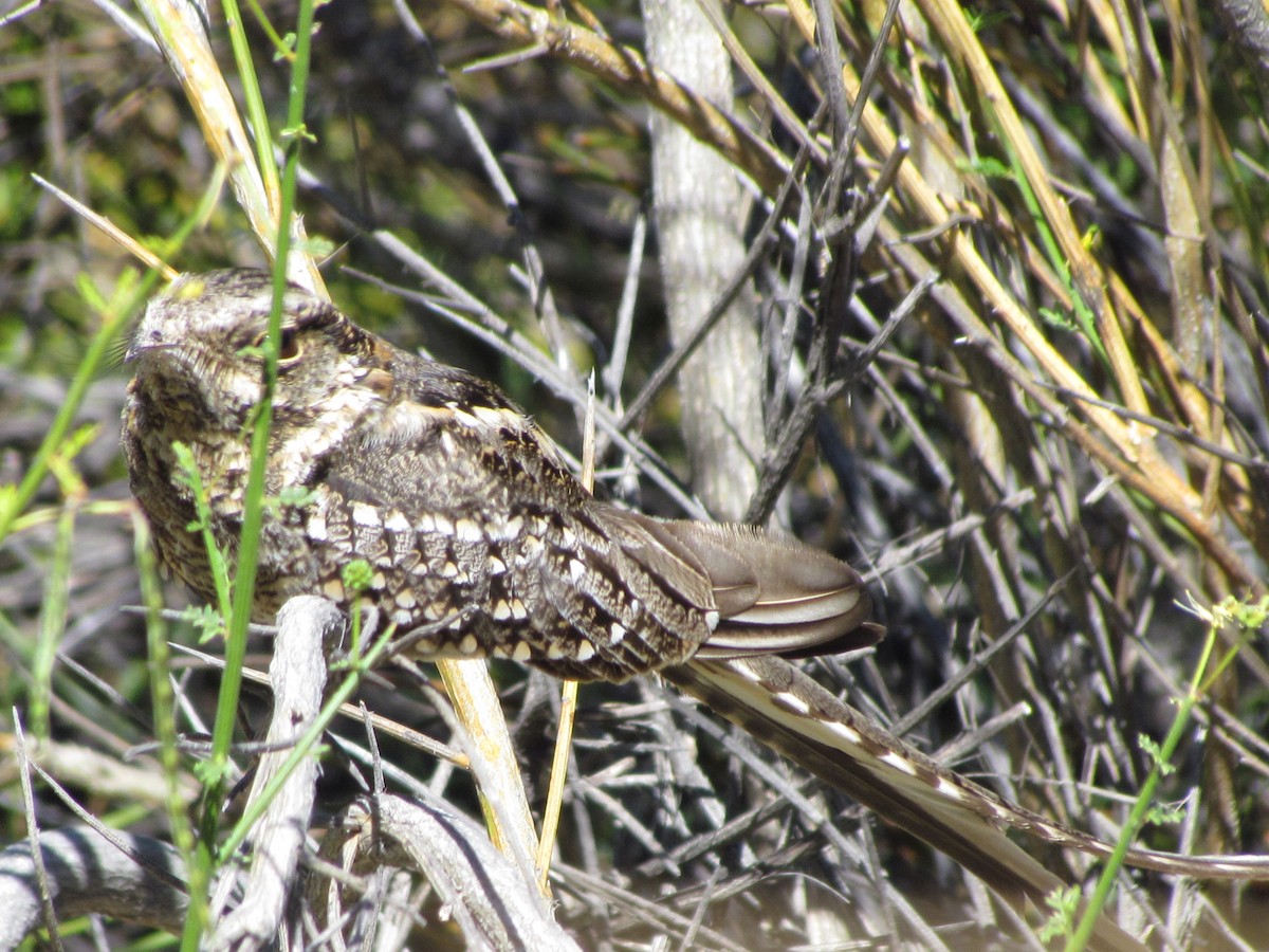 Scissor-tailed Nightjar - ML636482911