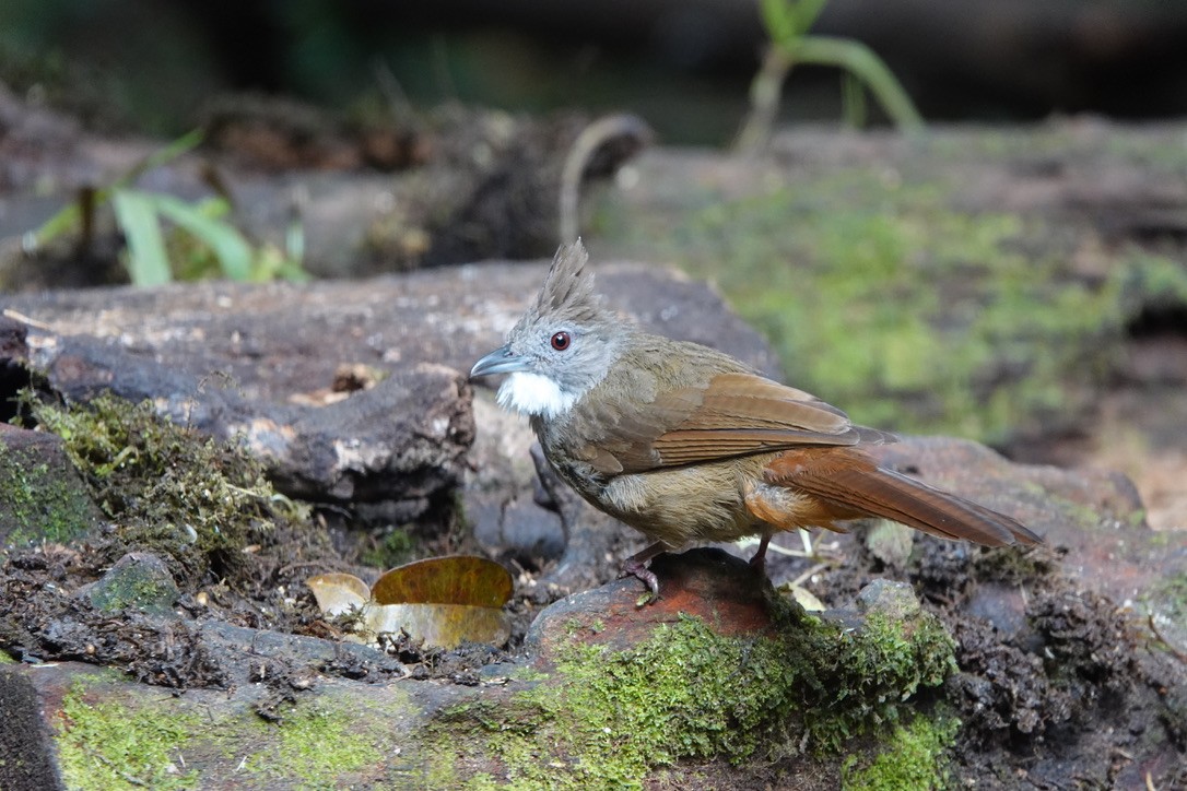 Penan Bulbul - ML636482916