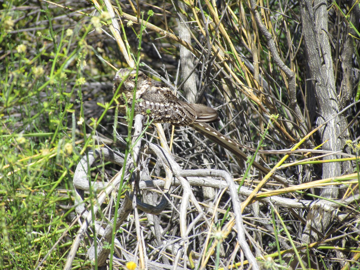Scissor-tailed Nightjar - ML636482950