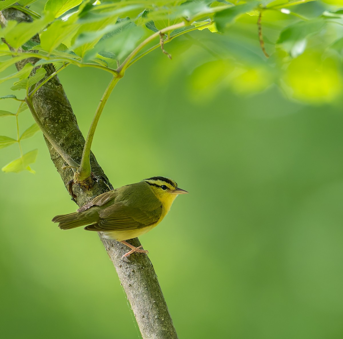 Worm-eating Warbler - ML636482970