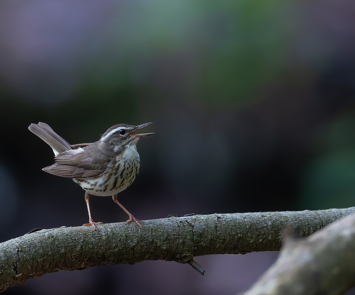 Louisiana Waterthrush - ML636482985